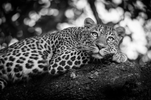 la nature en noir et blanc