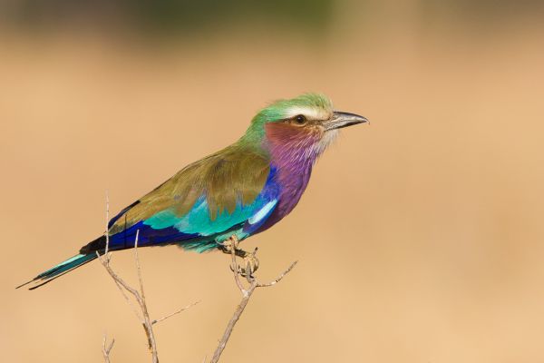 La nature en couleur